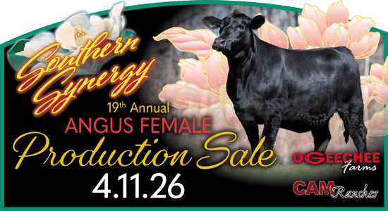 19th Annual Southern Synergy Sale Art